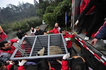 大熊猫运输照片