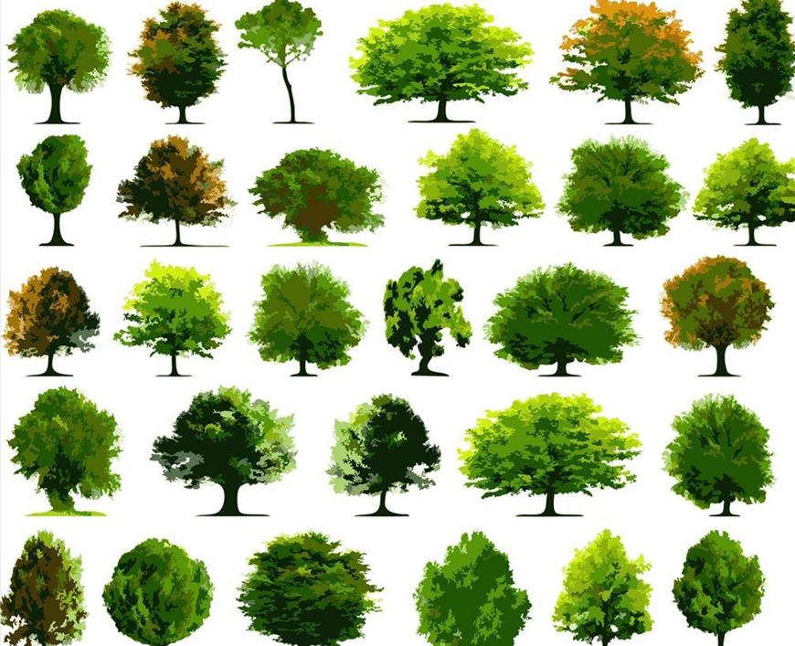 绿化植物的分类