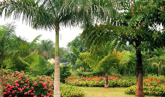 植物为什么具有灵性