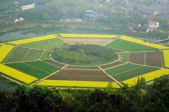 植物的阴阳性质图